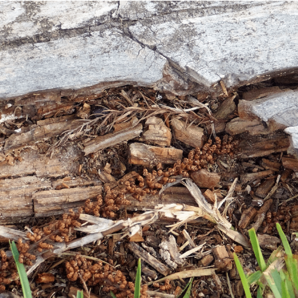 Wood Rot Repair: A DIY Guide For Homeowners