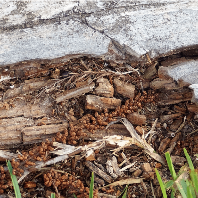 Wood Rot Repair: A DIY Guide For Homeowners